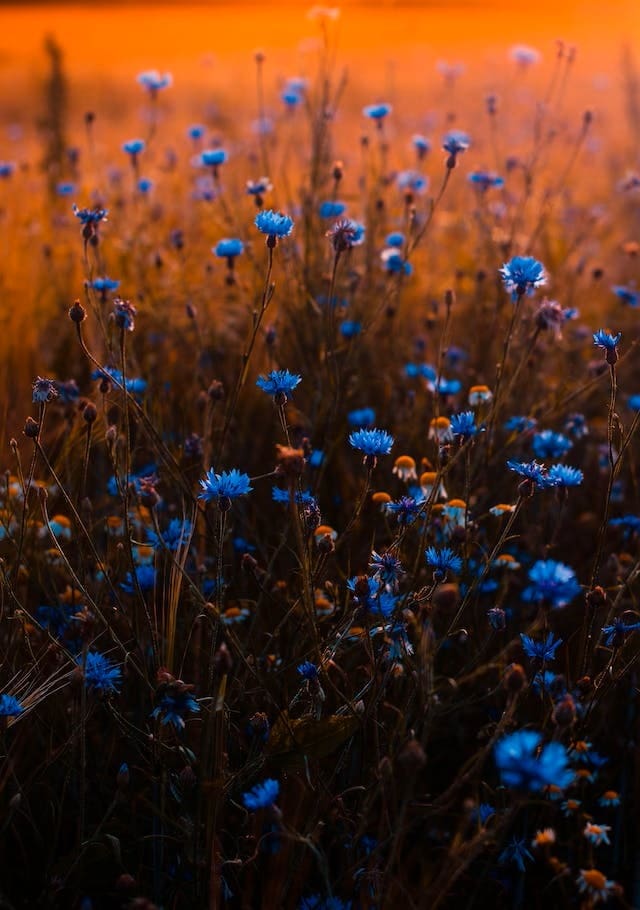 Blue Tansy