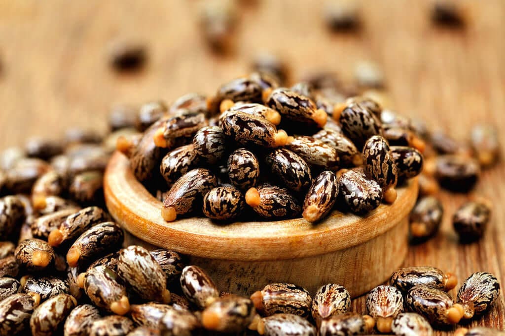 Castor Seed Oil