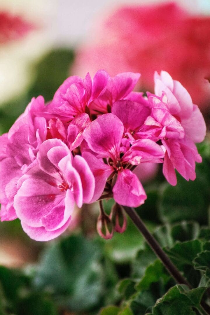 Geranium rose