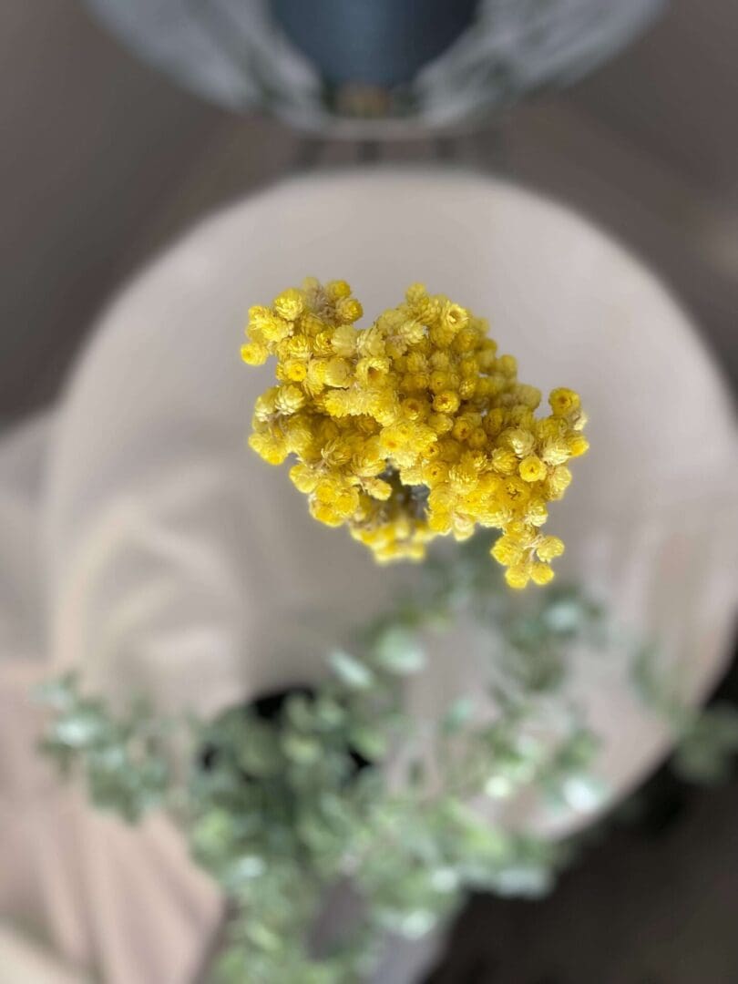 Helichrysum