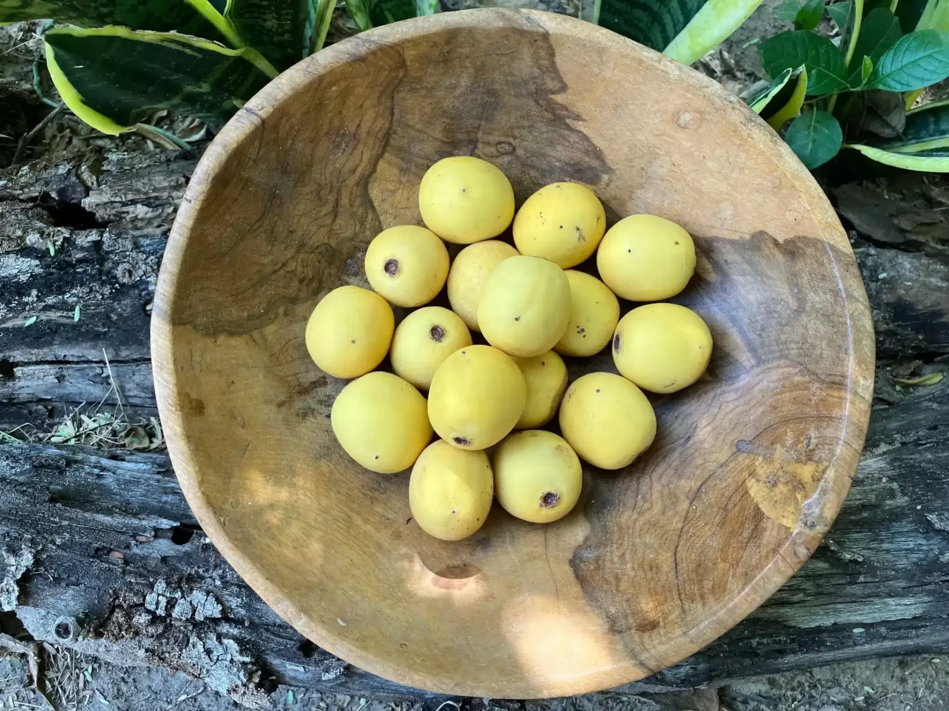 Marula oil