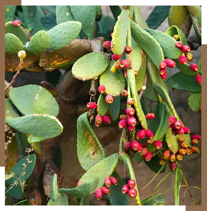 A close up of some green leaves and red berries